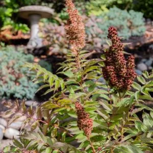 Cherry on Top Sorbaria (False Spirea)