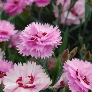 Everlast™ Lavender Eye Dianthus