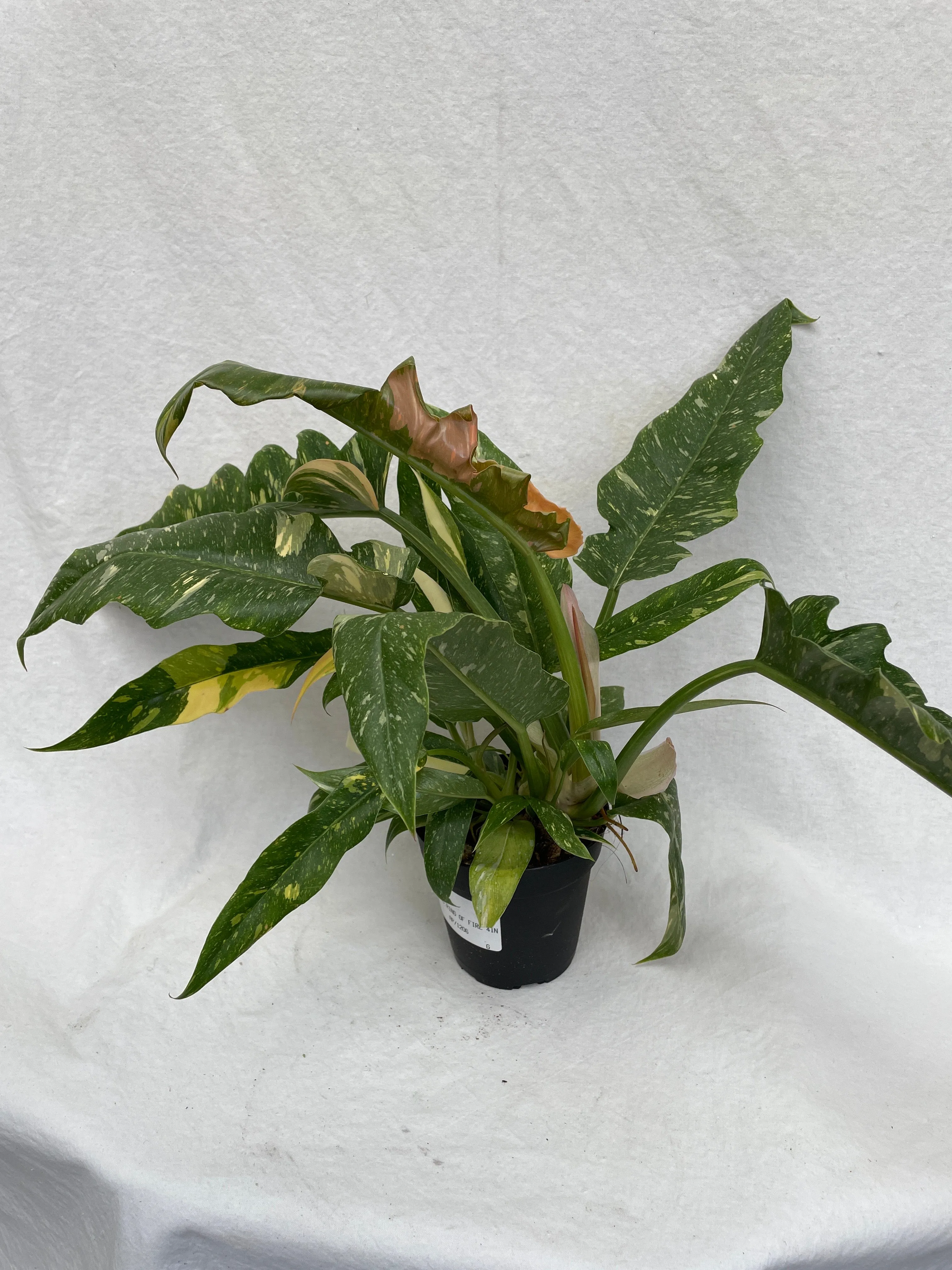 Philodendron - 'Ring of Fire'