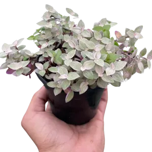 Tradescantia Callisia 'Pink Panther'